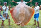 200 Pounds BIG STINGRAY | Cutting & Eating in Village | Village Fish Curry Recipe | Tasty Fish Fry
