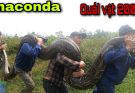 Terrifying Battle With a Giant 7m Long, 200kg ANACONDA Monster Press Here To See