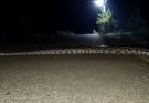 Press Here to See VDO Giant Snake-Indian Stone Python-Viral Video