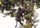 VDO WILD AMAZON Mysterious Predators Yet To Be Discovered | wild animals