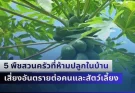 หลายคนพลาดครั้งใหญ่! 5 พืชสวนครัวที่ห้ามปลูกในบ้าน เสี่ยงอันตรายต่อคนและสัตว์เลี้ยง