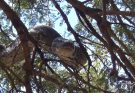 VDO-Huge rock python in a tree see vdo more in comment