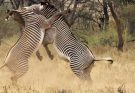 Best of African Animals
