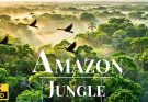 Wild Amazon in 4K: Amazing Animals & Landscapes