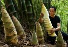 Press Below to See VDO Harvesting Giant Bamboo Shoots in the Forest Self-Sufficient Meal