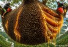 99% of People Wouldn’t Dare This Harvesting 3 Giant Wild Honeycombs from an Ancient Tree