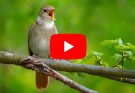 Nightingale Singing: The Best Bird Song in the World ~ Luscinia megarhynchos
