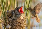 Common Cuckoo: 60 Days From Egg to Survivor | The Perfect Brood Parasite