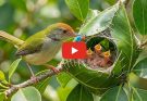 Common Tailorbird: 50 Days From Nest to Independence | Fragile Stitched Nest